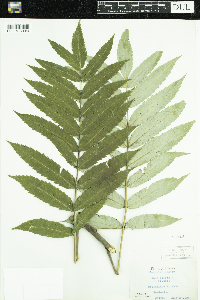 Rhus glabra image