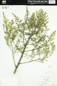 Rhus glabra image