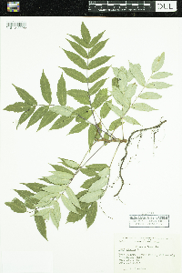 Rhus glabra image