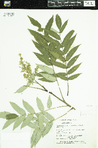 Rhus glabra image