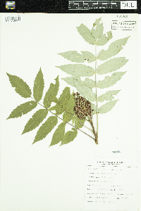 Rhus glabra image