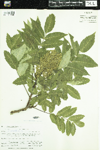 Rhus glabra image