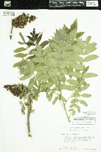 Rhus typhina image