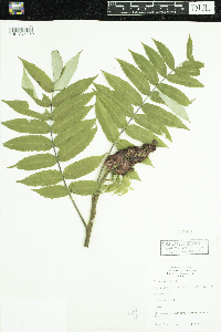 Rhus typhina image