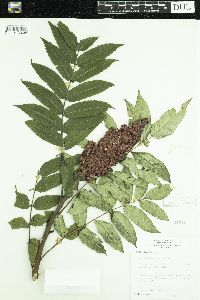Rhus typhina image