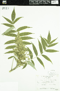 Rhus typhina image