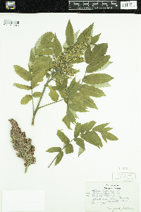Rhus typhina image