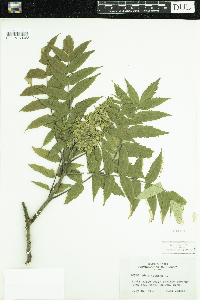 Rhus typhina image