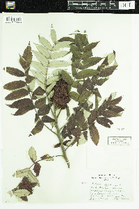 Rhus typhina image