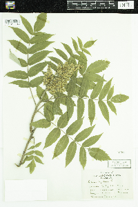 Rhus typhina image