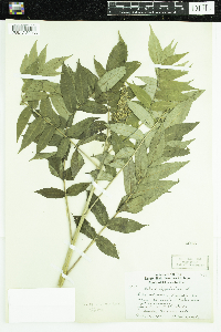 Rhus typhina image