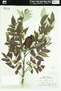 Rhus typhina image