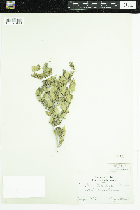 Matteuccia struthiopteris image