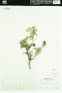 Rhus trilobata image