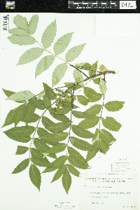 Rhus glabra image
