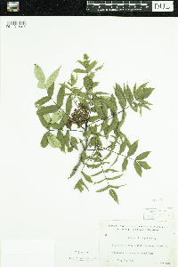Rhus glabra image