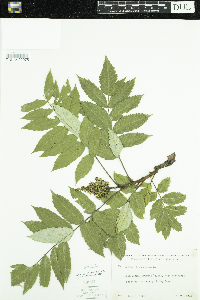 Rhus glabra image