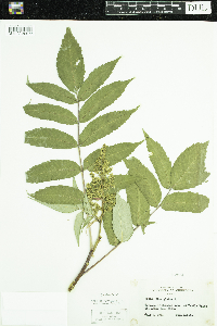 Rhus glabra image