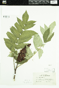 Rhus glabra image