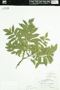 Rhus glabra image