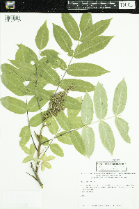 Rhus glabra image