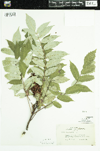 Rhus glabra image