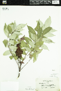 Rhus glabra image