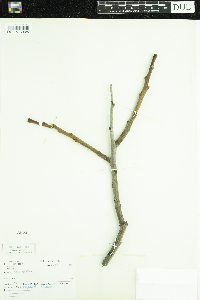Rhus glabra image