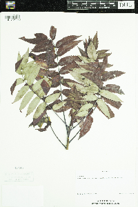 Rhus glabra image
