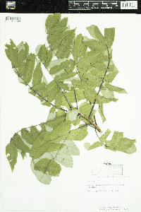 Rhus glabra image