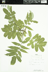 Rhus glabra image