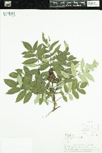 Rhus glabra image