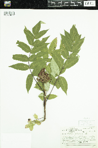 Rhus glabra image