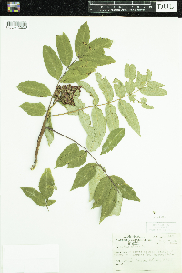 Rhus glabra image