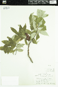 Rhus glabra image
