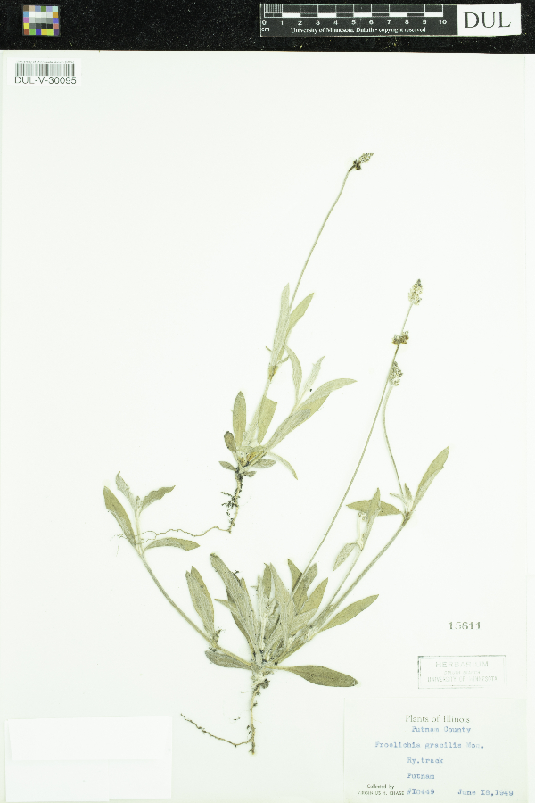 Froelichia gracilis image