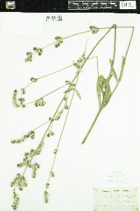 Froelichia floridana image