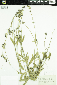 Froelichia floridana image