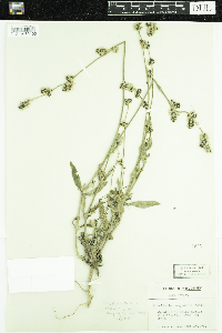 Froelichia floridana image