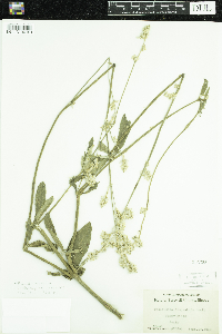 Froelichia floridana image