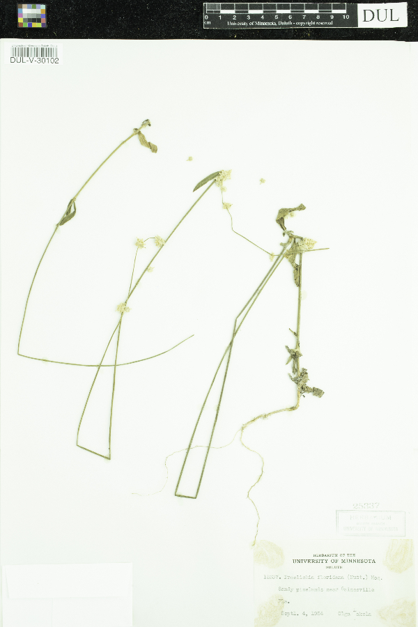 Froelichia floridana image