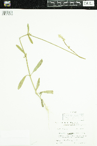 Froelichia floridana image