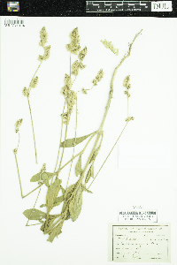 Froelichia floridana image