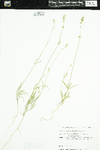 Froelichia floridana image