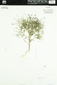 Cycloloma atriplicifolium image