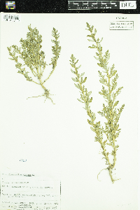 Chenopodium glaucum image