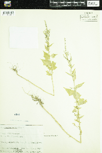 Chenopodium simplex image