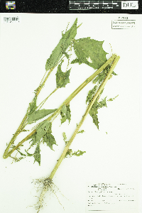 Chenopodium rubrum image