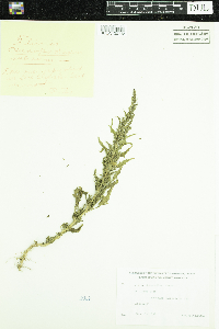Chenopodium rubrum image