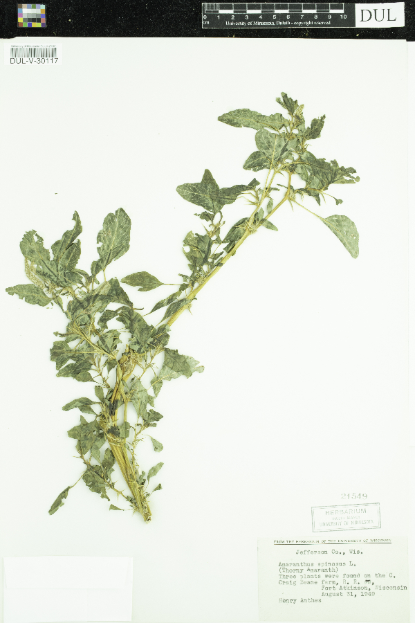 Amaranthus spinosus image